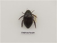 藏品(龍蝨、牙蟲)的圖片